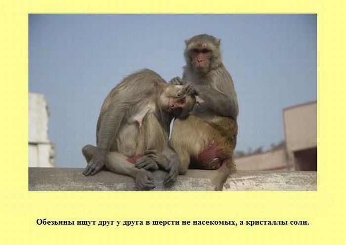 Интересные факты