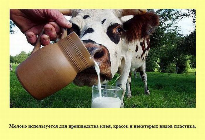 Интересные факты