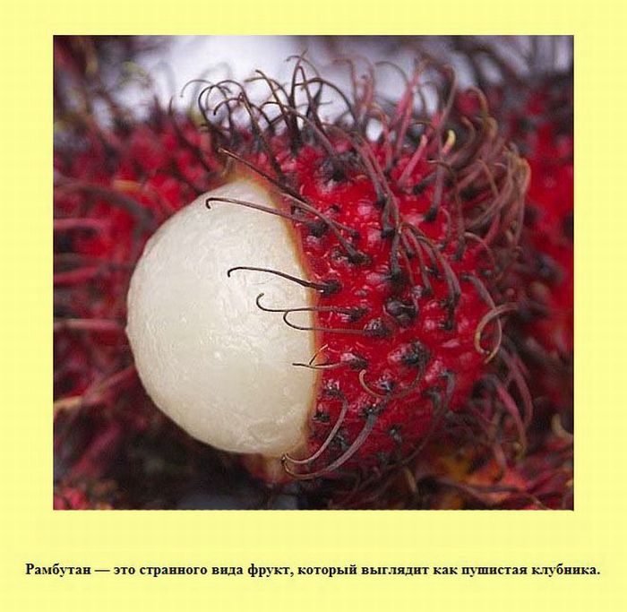 Интересные факты