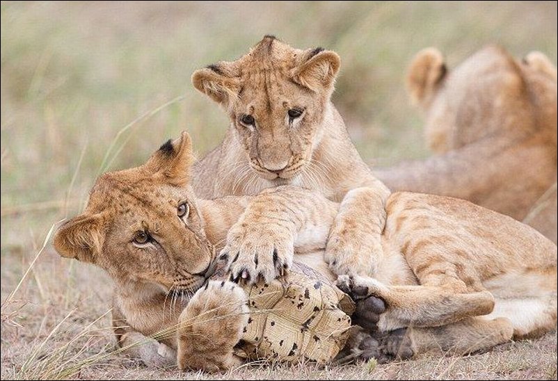 Львенок и черепаха