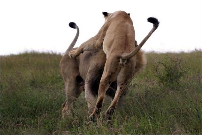 Злая львица