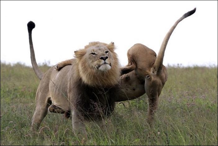 Злая львица