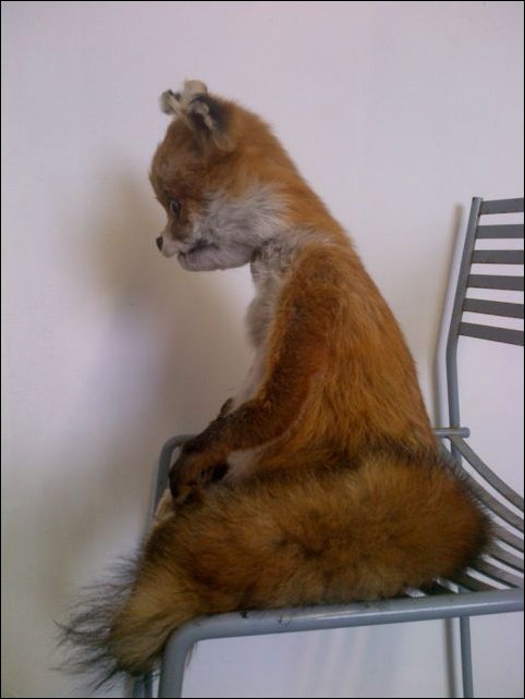 Фотожаба с чучелом лисицы