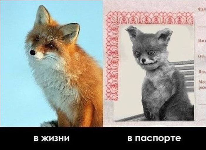 Фотожаба с чучелом лисицы