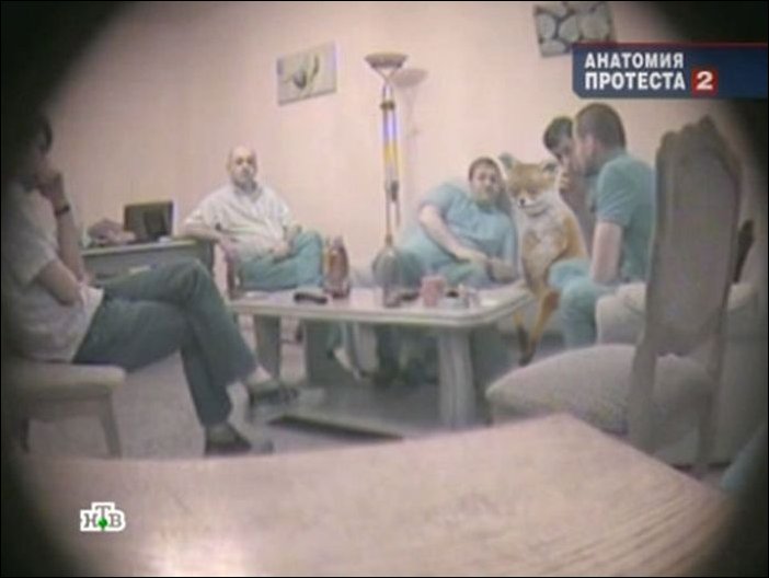 Фотожаба с чучелом лисицы