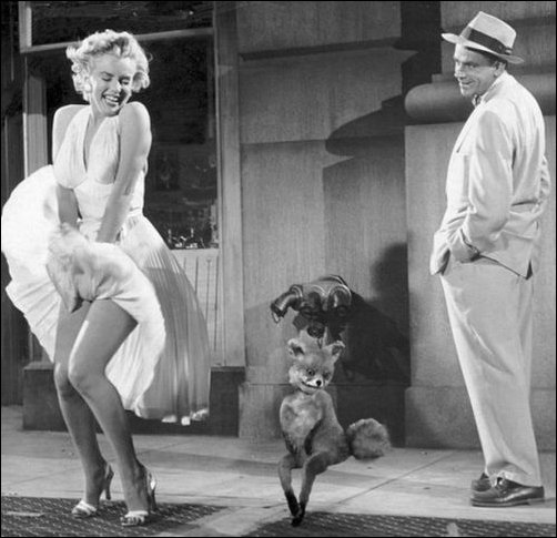 Фотожаба с чучелом лисицы