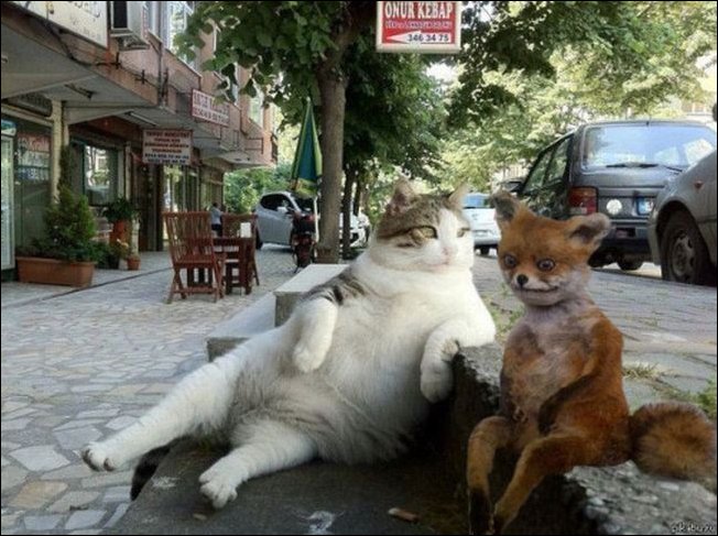 Фотожаба с чучелом лисицы