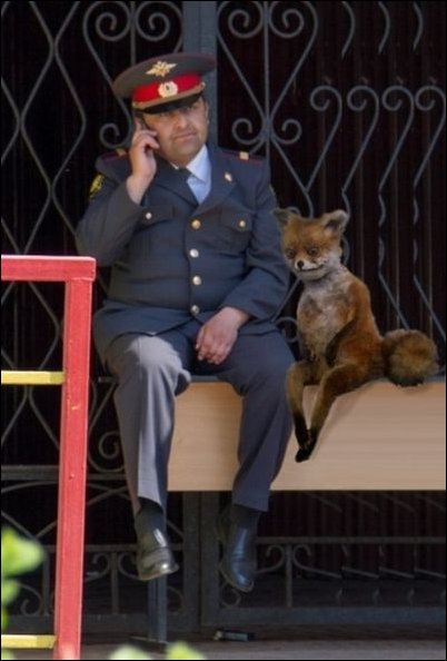 Фотожаба с чучелом лисицы