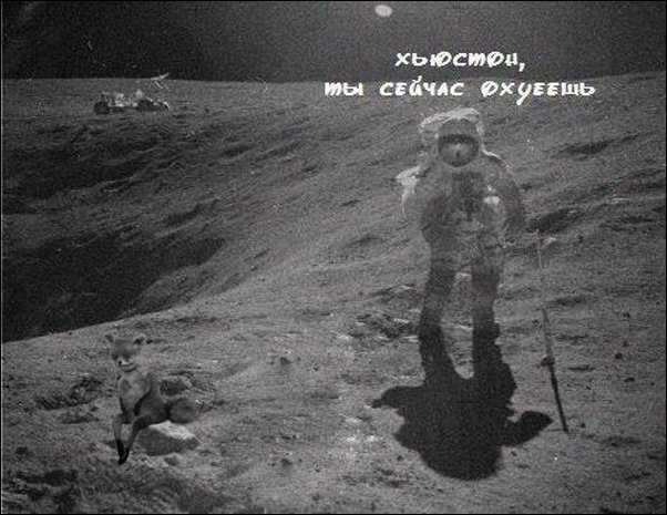 Фотожаба с чучелом лисицы