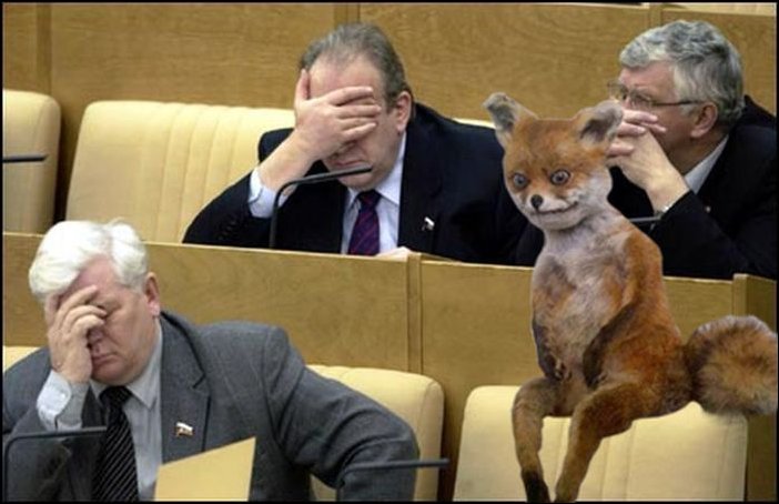 Фотожаба с чучелом лисицы