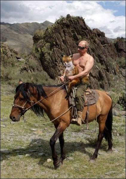 Фотожаба с чучелом лисицы