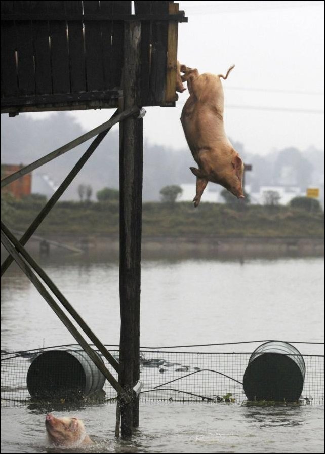 Поросята купаются