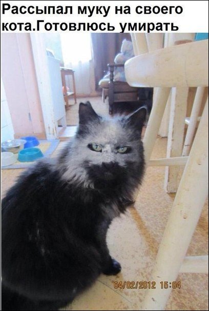 Комиксы и карикатуры