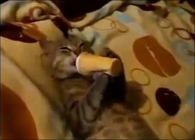Кот есть мороженое
