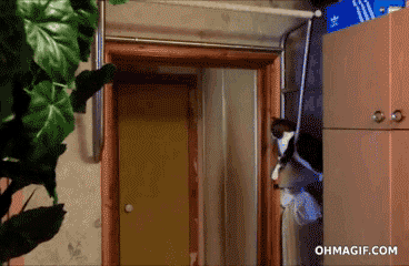 Прикольные гифки