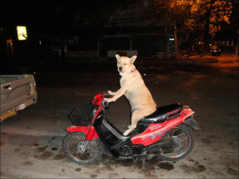 Прикольные картинки