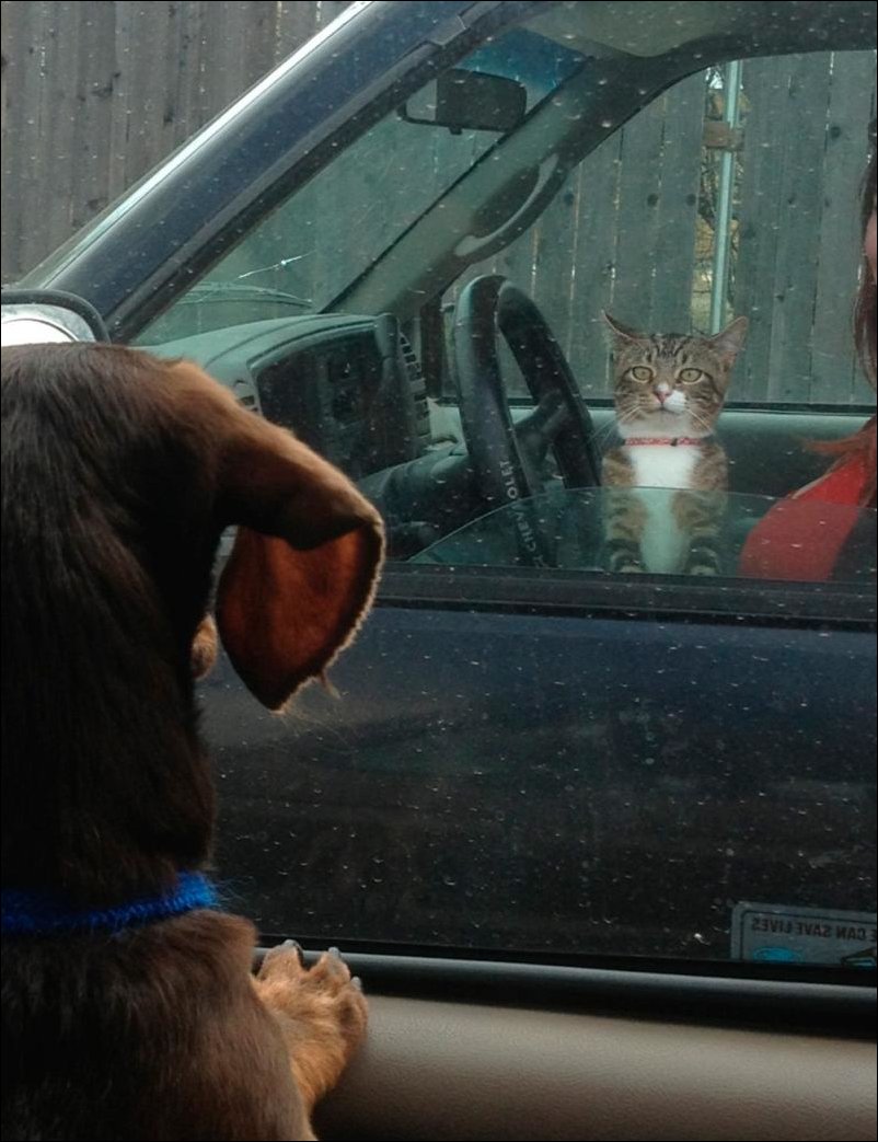 Прикольные картинки