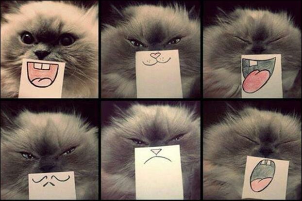 Прикольные картинки