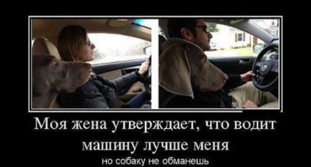 Прикольные картинки