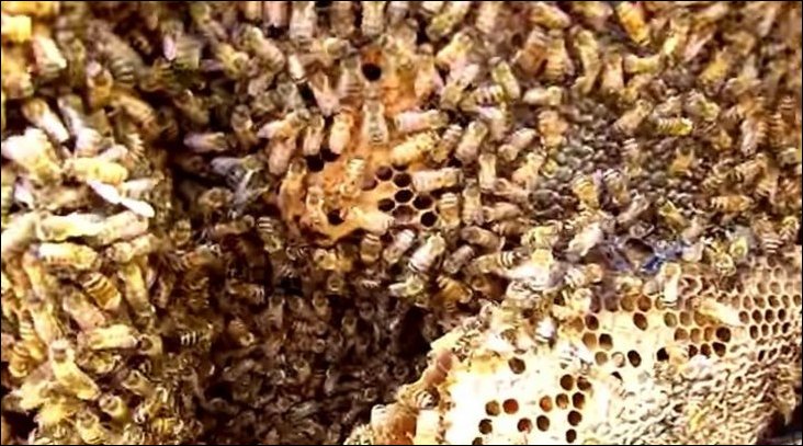 Пчелы устроили улей внутри машины