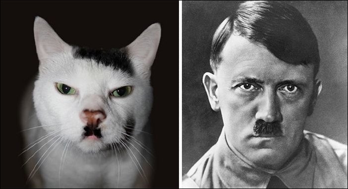 Коты похожие на людей