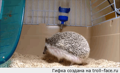 Прикольные гифки