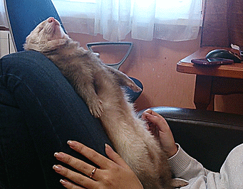 Прикольные гифки