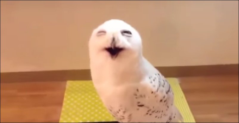 Как смеется сова