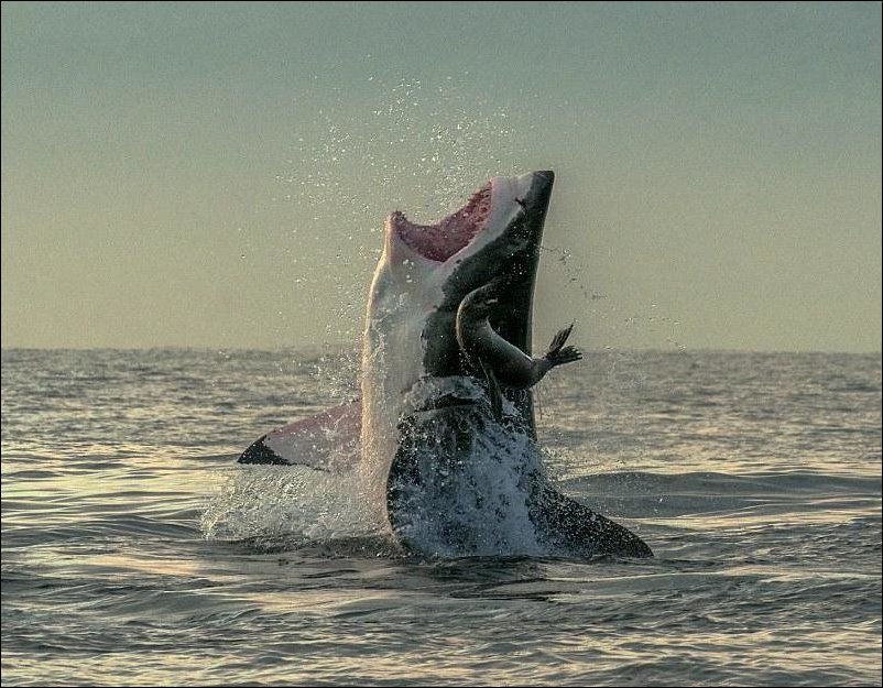 Акула и тюлень