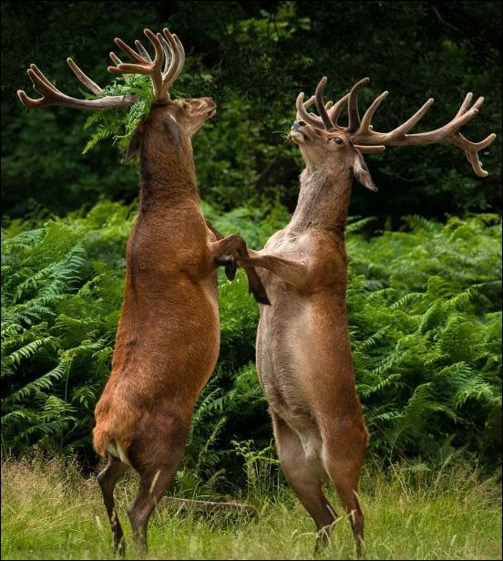 Танцы в лесу