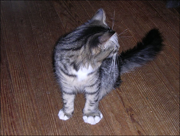 Коты покусанные пчелами