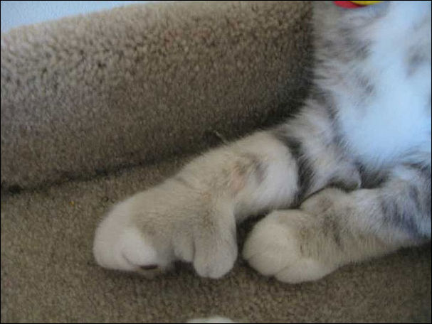 Коты покусанные пчелами