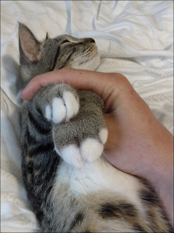 Коты покусанные пчелами