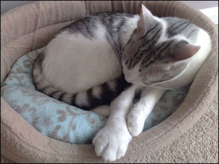 Коты покусанные пчелами