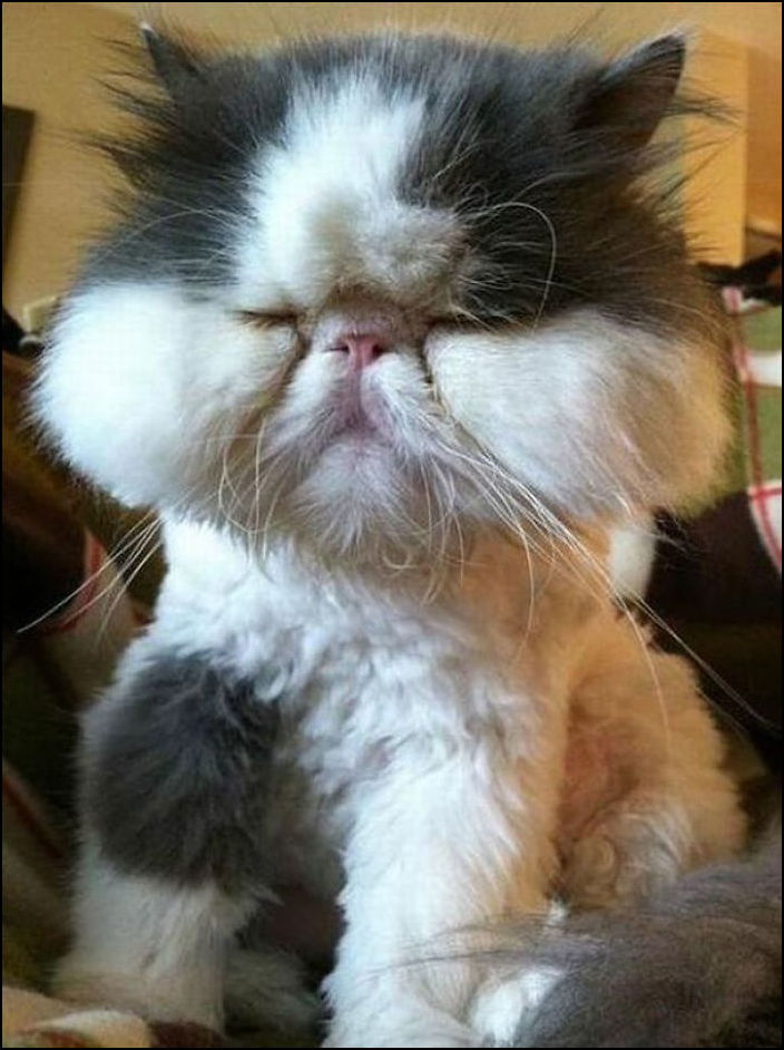 Коты покусанные пчелами