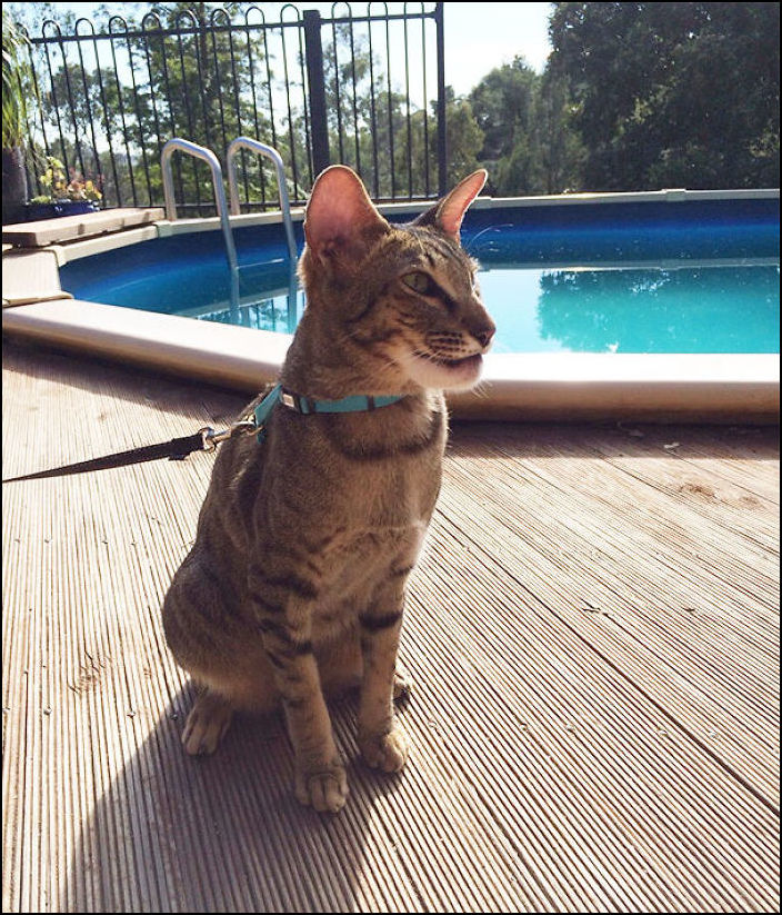 Коты покусанные пчелами