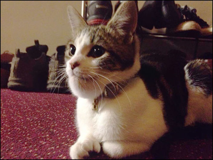 Коты покусанные пчелами