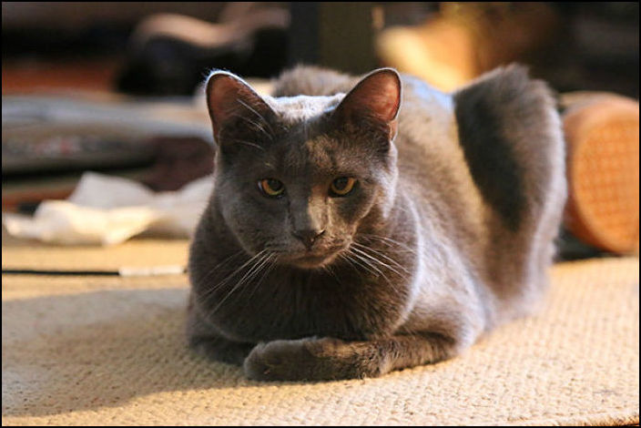 Коты покусанные пчелами