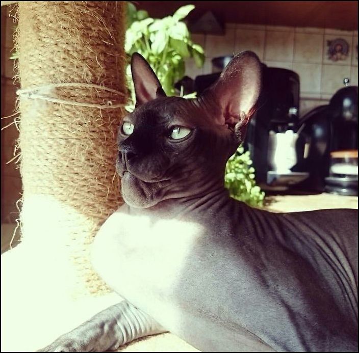 Коты покусанные пчелами