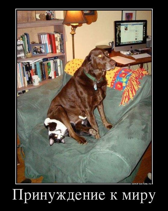 Демотиваторы