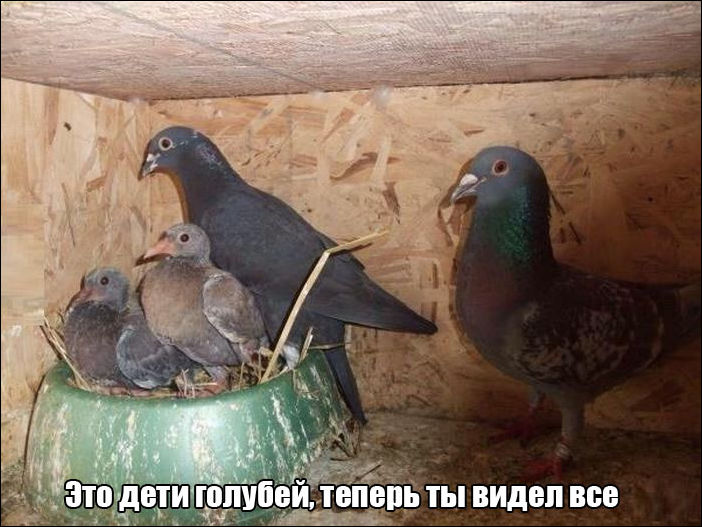 Фото-приколы