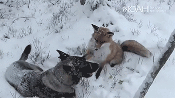 Прикольные гифки