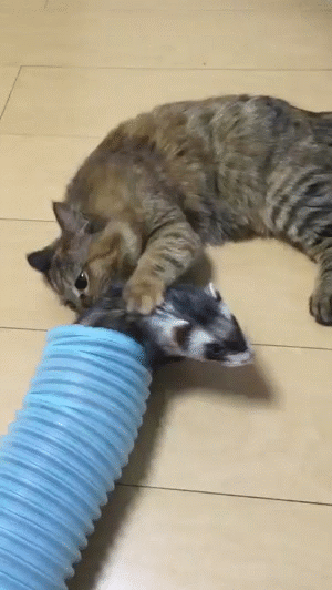 Прикольные гифки