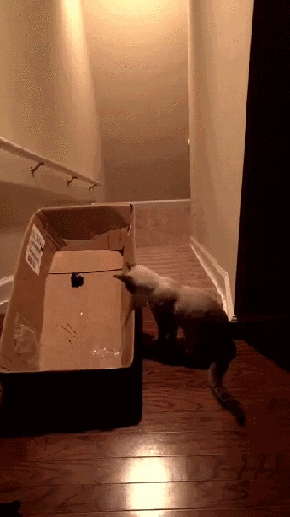 Прикольные гифки