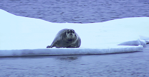 Прикольные гифки