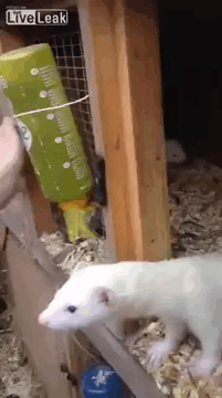 Прикольные гифки