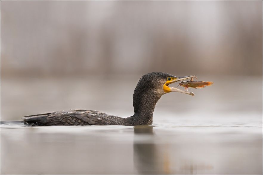 В нужный момент