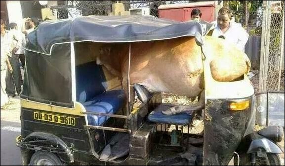 Картинки из Индии (21 фото)