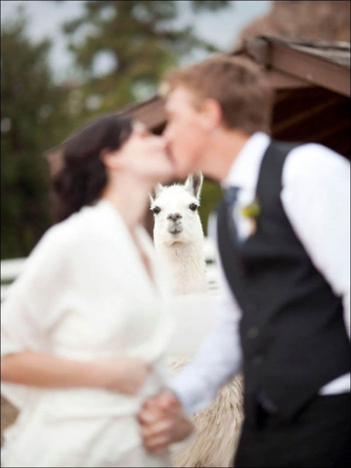 смешные свадебные фотографии