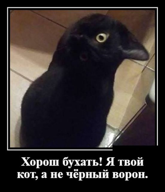 демотиватор